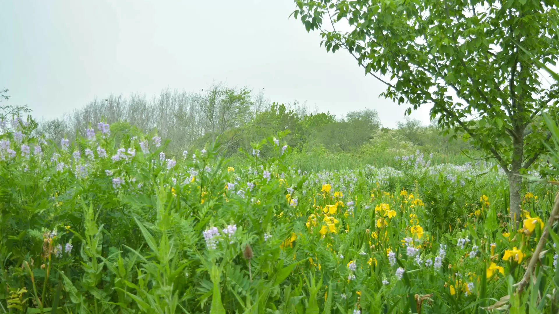 Humedales Hudson: al borde de la extinción 5 DSC 0226