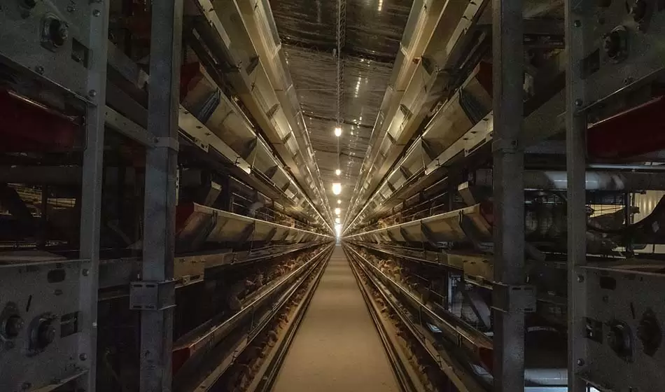 Sinergia Animal lanzó una investigación sobre el trabajo de la industria del huevo 3 Sinergia Animal