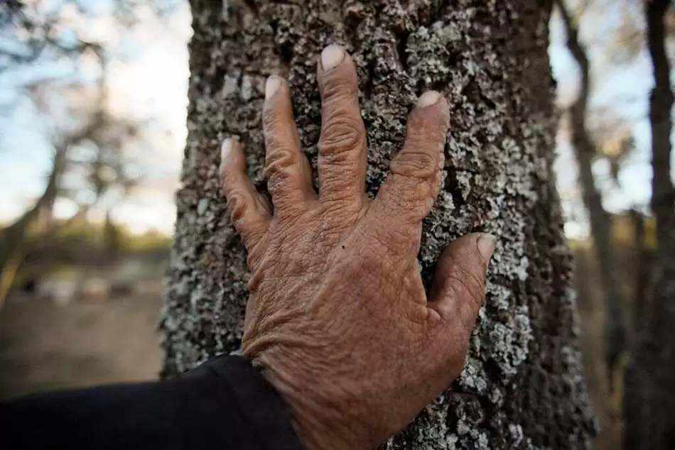 Ley de Bosques