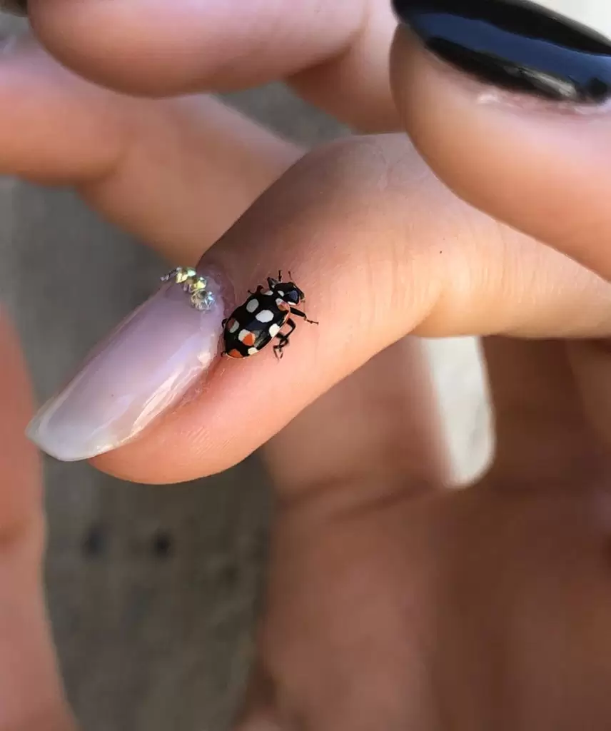 Proyecto Vaquitas, una iniciativa para mapear a las vaquitas de San Antonio en Argentina 3 proyecto vaquitas