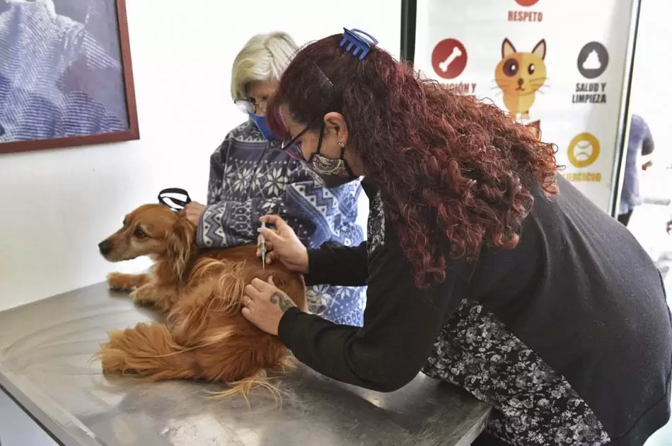 La Justicia de Morón y un fallo a favor del ejercicio ilegal de la medicina veterinaria 3 ILEGAL