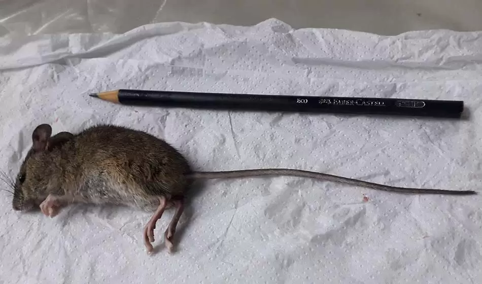 Tras otro caso de hantavirus, ¿qué otras enfermedades pueden transmitir los roedores? 3 Hantavirus