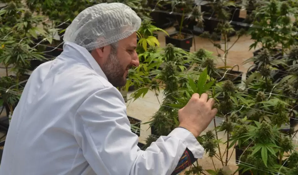 El INTA cosechó la primera variedad de Cannabis medicinal de Argentina 2 PSX 20230518 140533