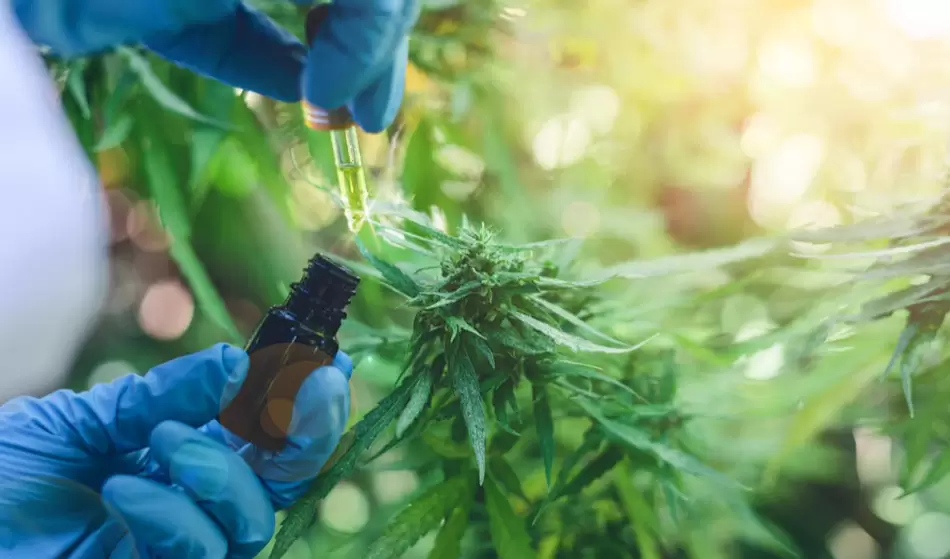 El INTA cosechó la primera variedad de Cannabis medicinal de Argentina 3 PSX 20230518 140810