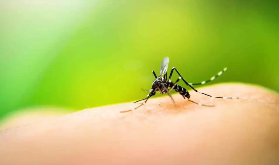 Cri cri, ¿dónde están los insectos?: polinizadores en peligro de extinción 3 marca insectos