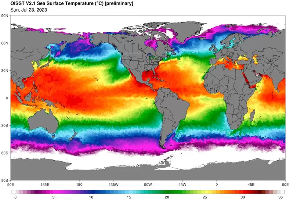 Las ballenas y los delfines, víctimas del cambio climático y la caza ilegal 3 BALLENAS