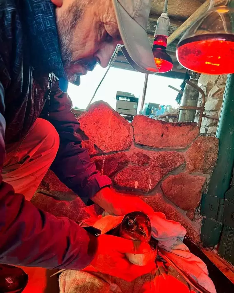Alerta por aparición de miles de animales muertos en las costas uruguayas 3 @sos.faunamarina