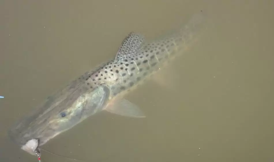 Convocan a pescadores a colaborar con la identificación de ejemplares de surubí marcados 2