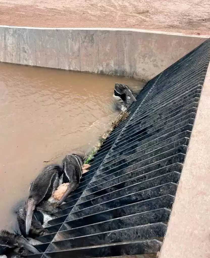 2 Denuncian un desastre ecologico por un acueducto en Santiago del Estero diarionorte.com