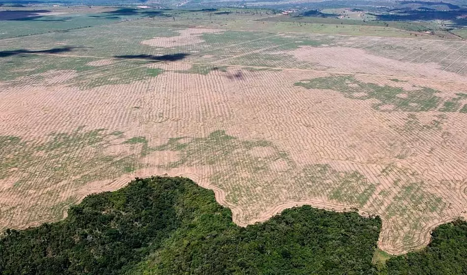 Misiones: un proyecto busca reintroducir al mono aullador rojo para salvarlo de la extinción 3 Mono