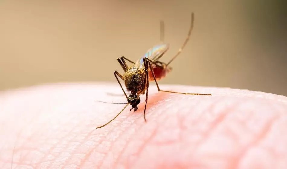 Alerta por casos positivos de encefalomielitis equina, ¿hay riesgo en las personas? 2 encefalomielitis equina