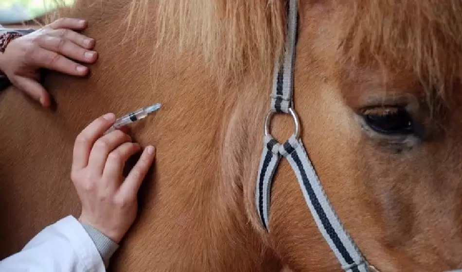 Alerta por casos positivos de encefalomielitis equina, ¿hay riesgo en las personas? 3 encefalomielitis equina