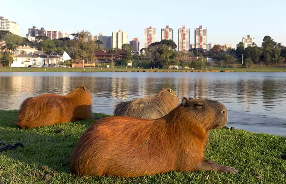 Invasión de jabalíes en Roma 3 3 CREDITO Eter Digital Belen Mogno