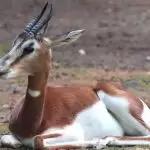 ¿Es posible la reintroducción de especies extintas en la naturaleza?