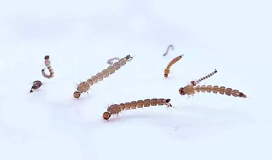 Nuevos descubrimientos sobre las larvas del mosquito transmisor del dengue 2 Foto 2 Larvas Aedes Credito Conicet