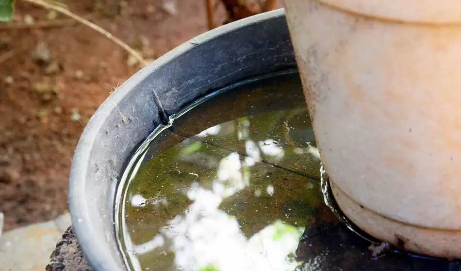 Nuevos descubrimientos sobre las larvas del mosquito transmisor del dengue 3 Fuente Revista Semana 1