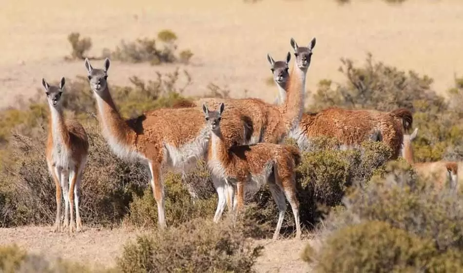 1 Guanacos Fuente Mediatica Digital