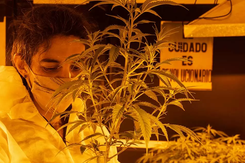 En un fallo histórico, Casación confirmó la legalidad del cannabis medicinal 