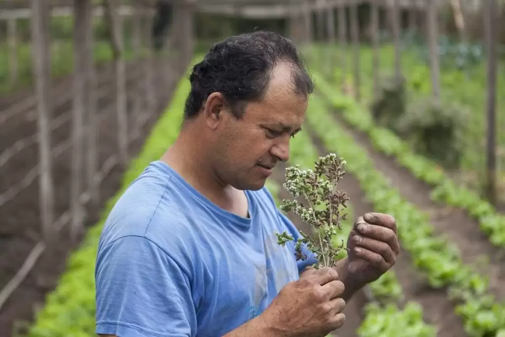 Efecto Milei: la agricultura familiar y su pesadilla 4 agricultura familiar desafios problematica 04 1024x683 1