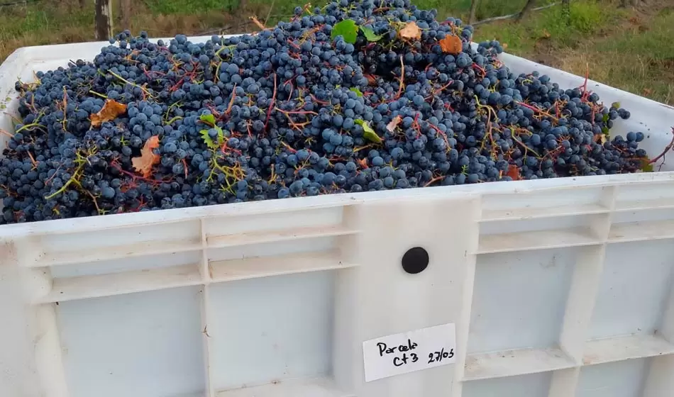 Científicos del CONICET descifraron el código genético del Malbec en la provincia de Mendoza 2 malbec