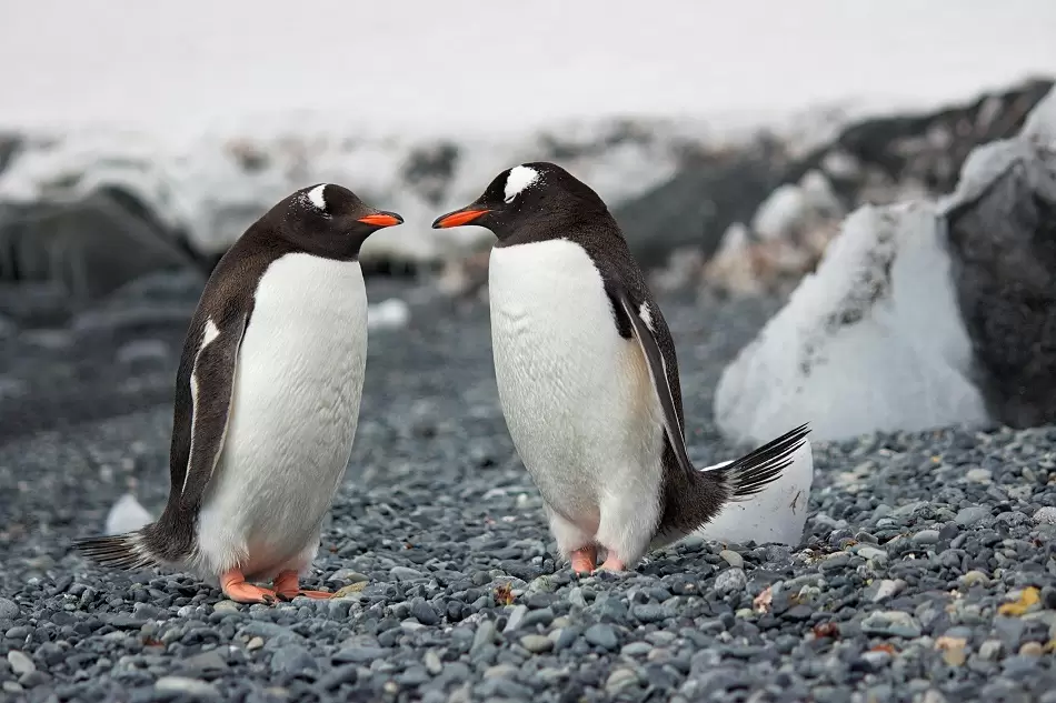 Día Mundial de Concientización sobre los Pingüinos: protegerlos es proteger la biodiversidad 1 Pinguino