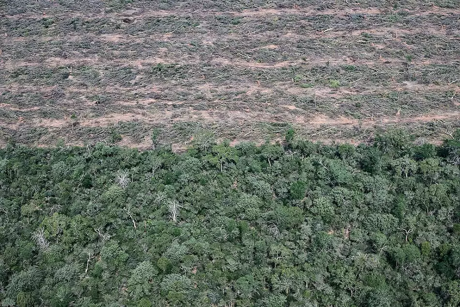 Greenpeace denuncia la pérdida de 150.000 hectáreas de bosques en el norte de Argentina en 2024 2 Greenpeace