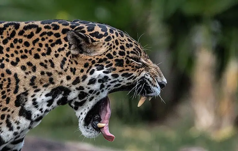 9911f0ec yaguarete credito fidel piragine greenpeace 4 768x486 1