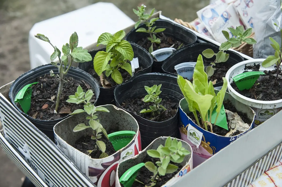 Sumate al cambio: voluntariados gratuitos en vivero y agricultura urbana 2 agricultura urbana y mantenimiento de viveros