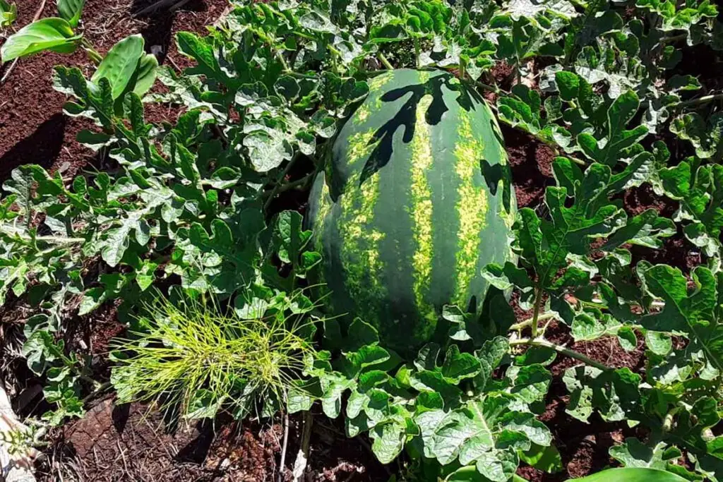 Sandías de la cuenca del Cuña Pirú: un tesoro productivo en Misiones 2 produccion sandia cuna piru 02 1024x683 1