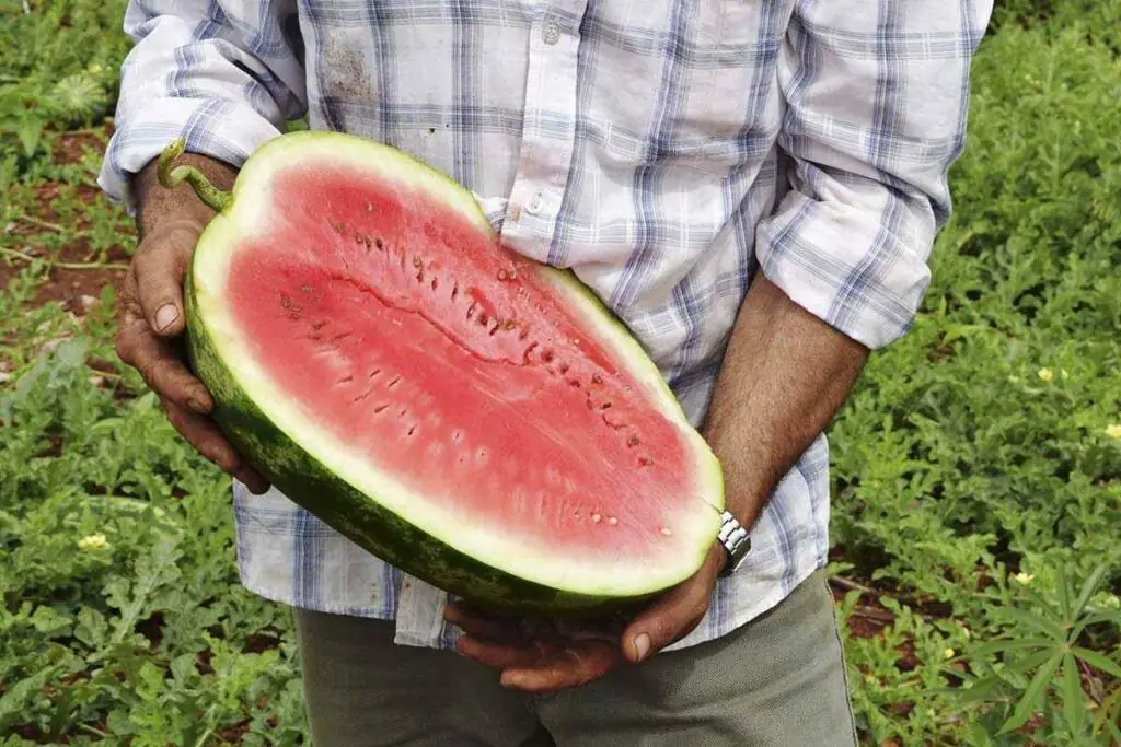 Sandías de la cuenca del Cuña Pirú: un tesoro productivo en Misiones 3 produccion sandia cuna piru 03 1024x683 1