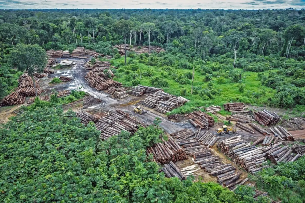 Respira la Amazonia, respira el mundo: cae la deforestación en Brasil 1 deforestación